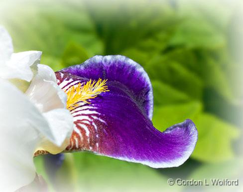 Purple & White Iris Petal_P1130696.jpg - Photographed at Smiths Falls, Ontario, Canada.